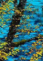 ��ʯ�ҷ���ľ�������ƹ���